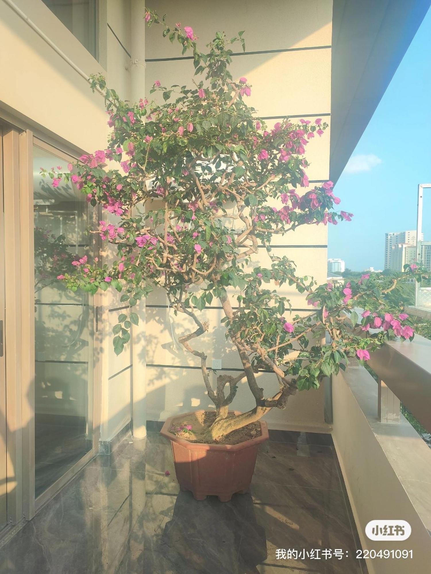דירות סניה Shiguanghui מראה חיצוני תמונה