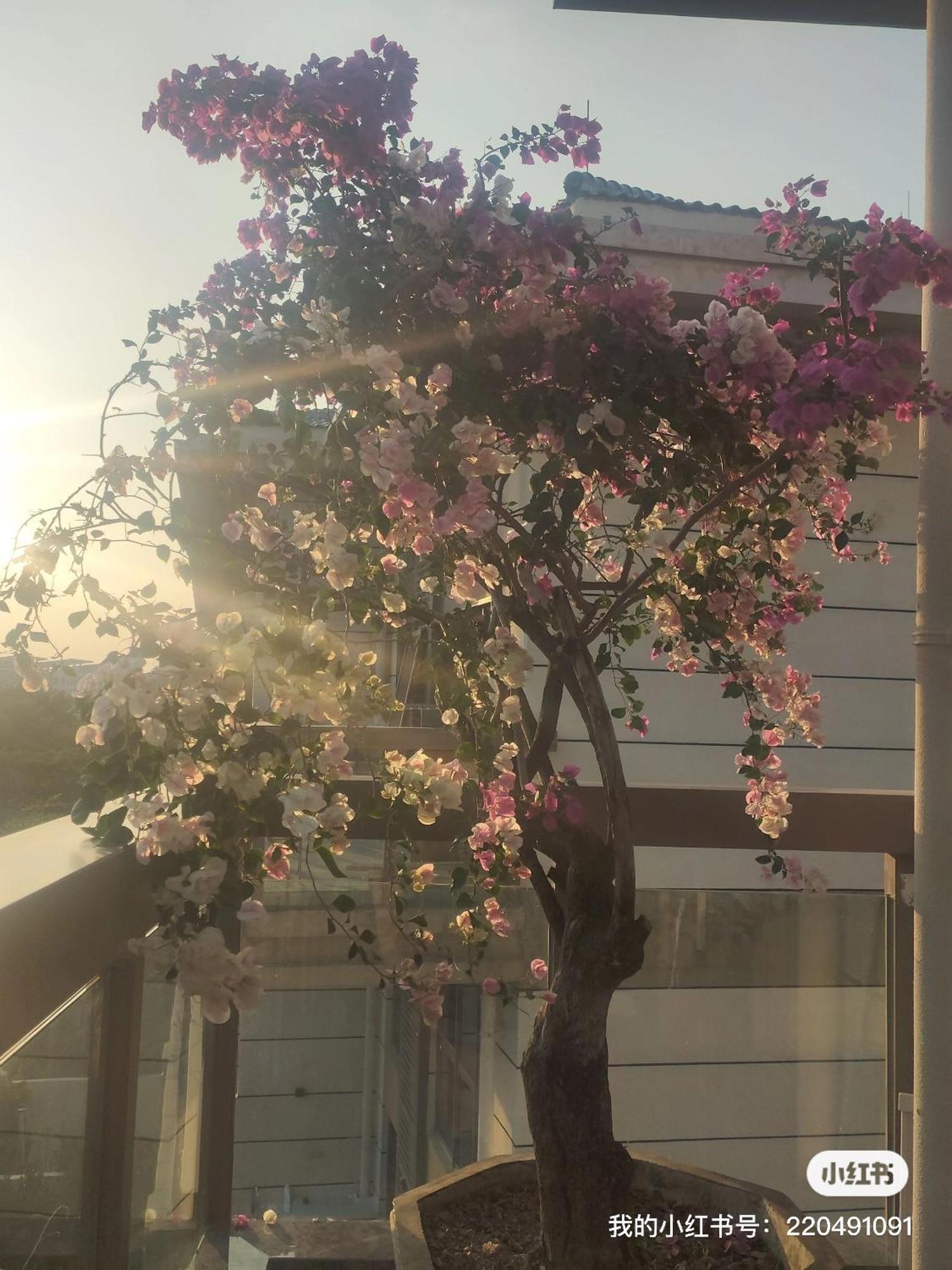 דירות סניה Shiguanghui מראה חיצוני תמונה